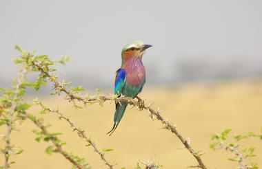 Savuti Game Viewing